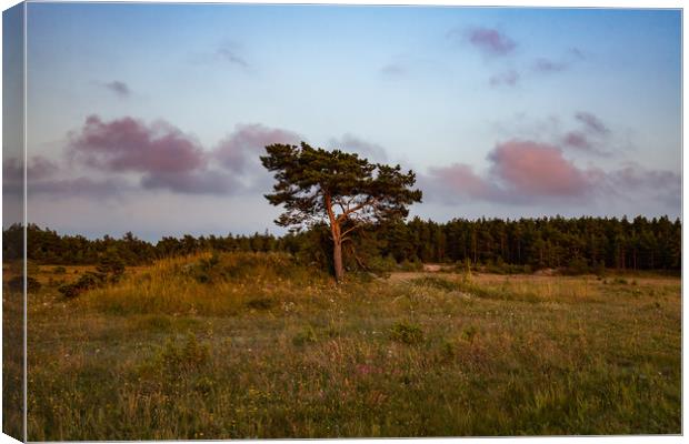 Lonely pine tree on the field Canvas Print by Alexey Rezvykh