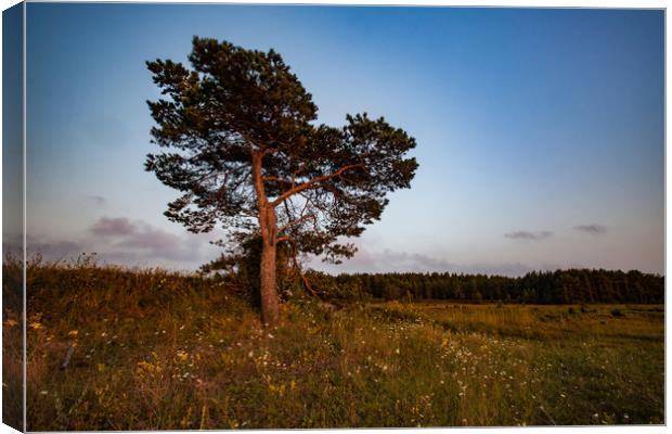 Lonely pine tree on a field Canvas Print by Alexey Rezvykh