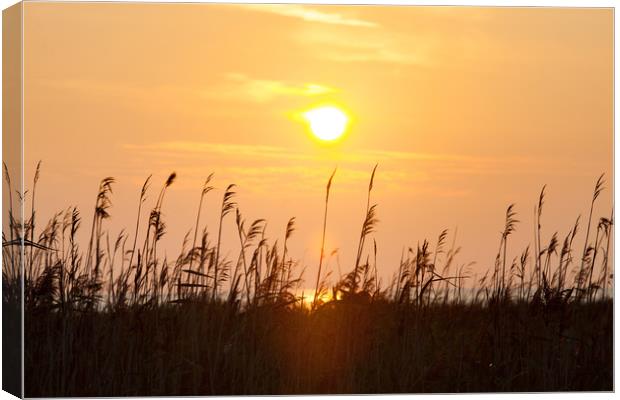 Sun disk and grass at sunset. Canvas Print by Alexey Rezvykh