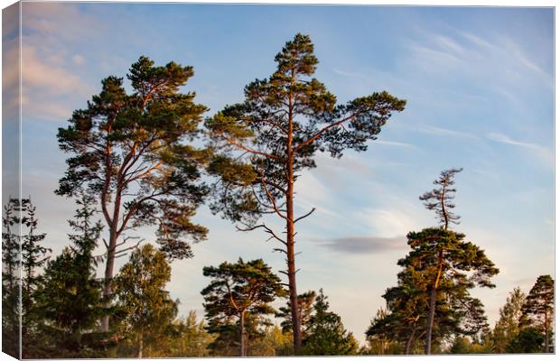 Tall pine trees in sunset light. Canvas Print by Alexey Rezvykh
