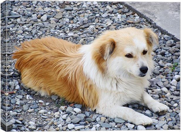 A Cute Little Dog Canvas Print by Ankit Mahindroo