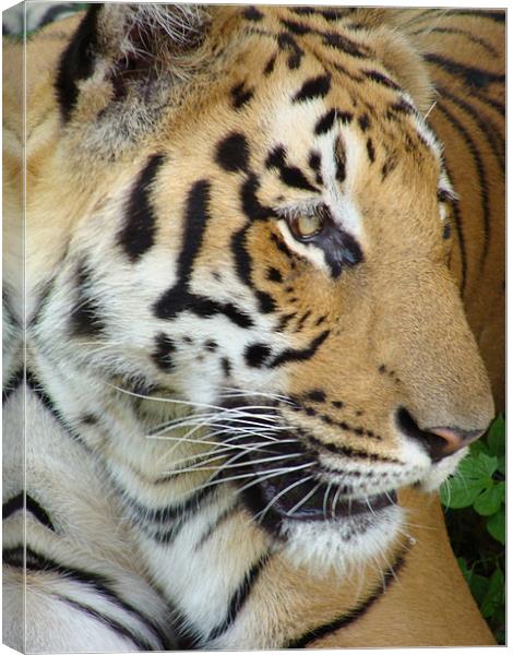 Tiger - a closeup view Canvas Print by Ankit Mahindroo
