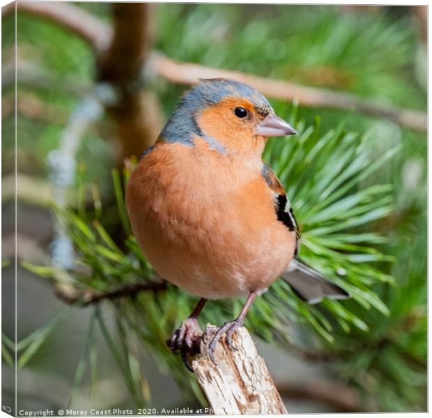 Cairngorm Chaffinch Canvas Print by jotrphoto.crd. 