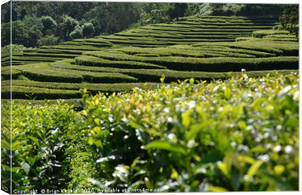 Wandering through the tea plantation Canvas Print by Brian Kegels