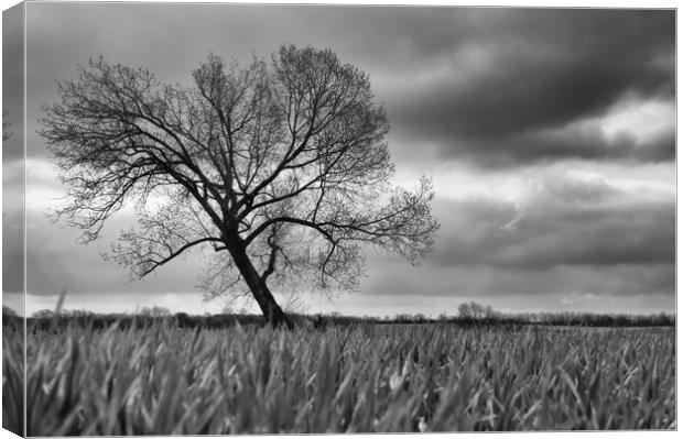 The Tree Canvas Print by Scott Ian Thomson