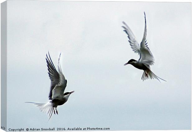 Two terns Canvas Print by Adrian Snowball