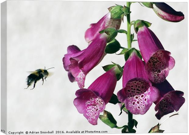 Bee and Foxglove Canvas Print by Adrian Snowball