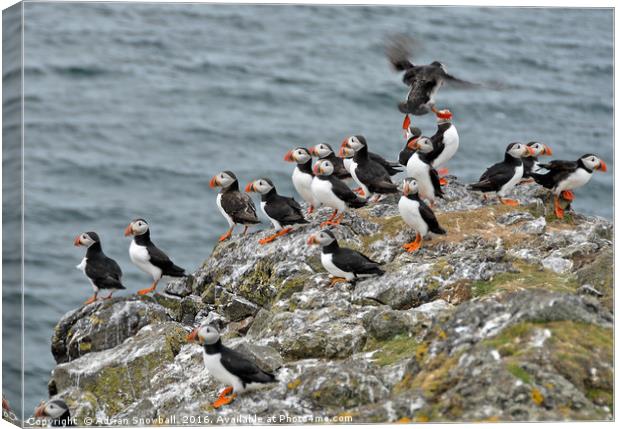 Puffins Canvas Print by Adrian Snowball