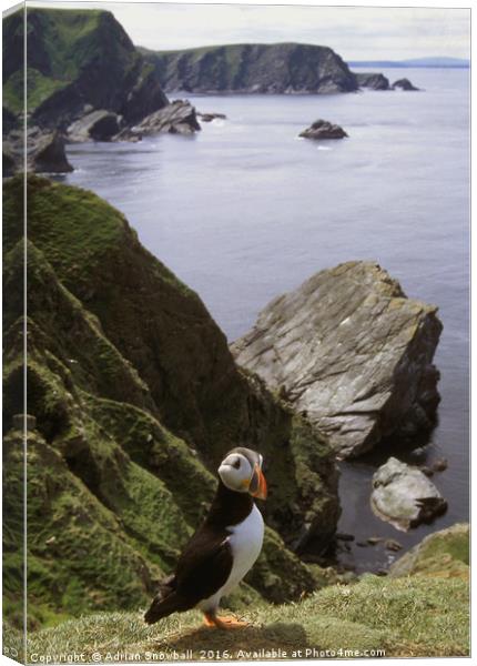 A solitary puffin Canvas Print by Adrian Snowball