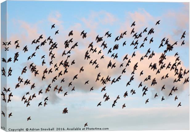 A murmuration of starlings Canvas Print by Adrian Snowball