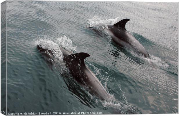 Two Dolphins Canvas Print by Adrian Snowball