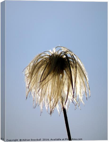 Clematis flower head Canvas Print by Adrian Snowball