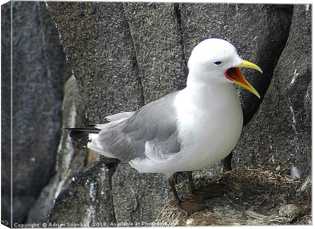 Kittiwake on the Isle of May Canvas Print by Adrian Snowball