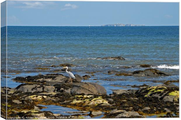 Heron and May Isle Canvas Print by Adrian Snowball