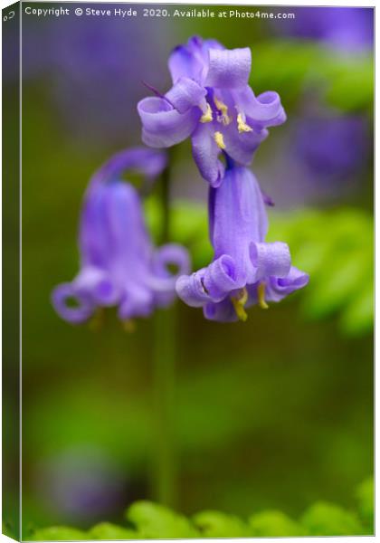 A Bluebell close up Canvas Print by Steve Hyde
