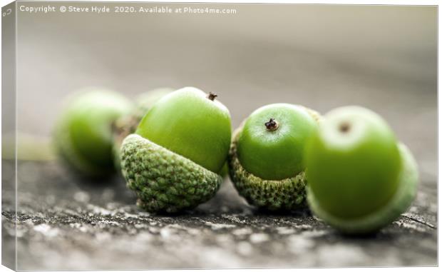 Freshly fallen green Acorns Canvas Print by Steve Hyde