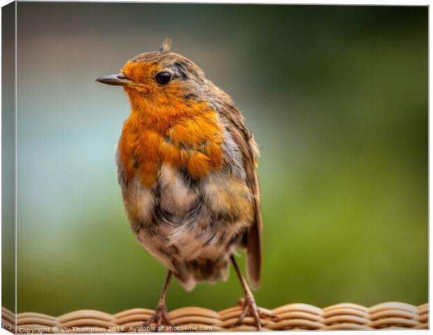 Ragged Robin Canvas Print by Viv Thompson