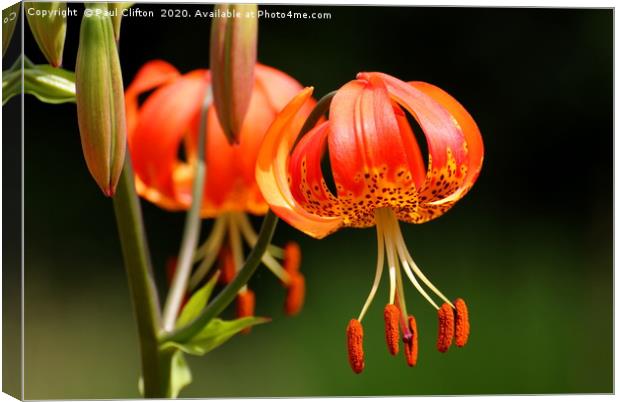 Martagon lily Canvas Print by Paul Clifton