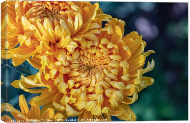 Yellow chrysanthemums close up Canvas Print by Mariya Obidina