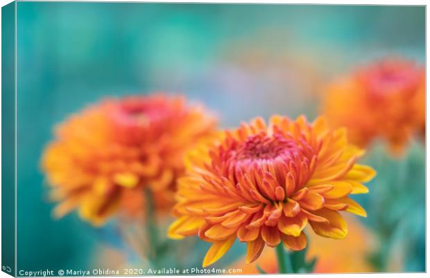 Orange chrysanthemums close up Canvas Print by Mariya Obidina
