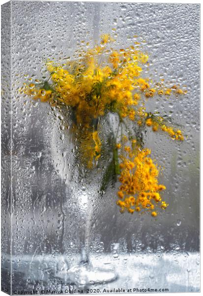 Mimosa bouquet in a wine glass behind a wet window Canvas Print by Mariya Obidina