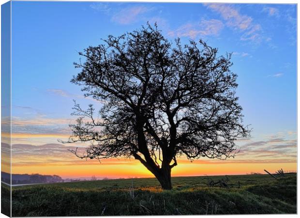 My Favourite Tree At Sunrise Canvas Print by Shoot Creek