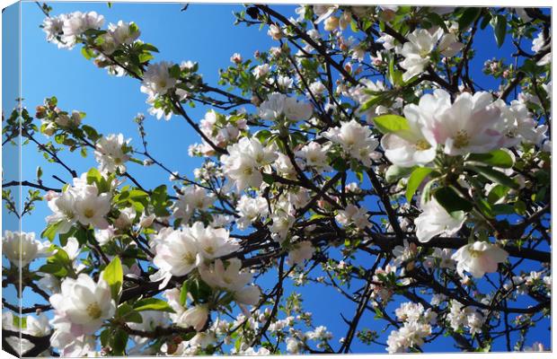 Apple tree branches bloom in a fantastic spring Canvas Print by liviu iordache
