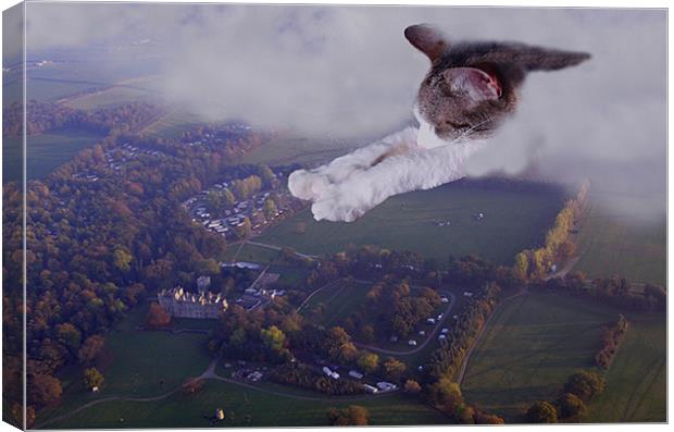 Charlie - Super cat  Canvas Print by David Turnbull