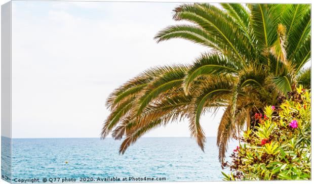 beautiful spreading palm tree on the beach, exotic Canvas Print by Q77 photo