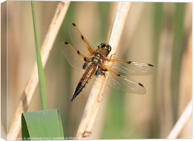 Four spotted chaser Canvas Print by Bill Moores