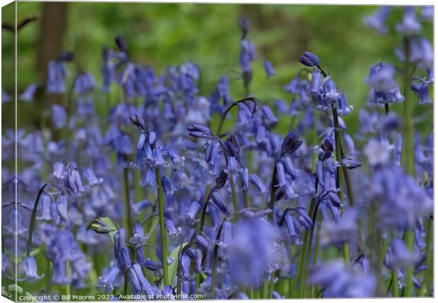 Beautiful British Bluebells Canvas Print by Bill Moores
