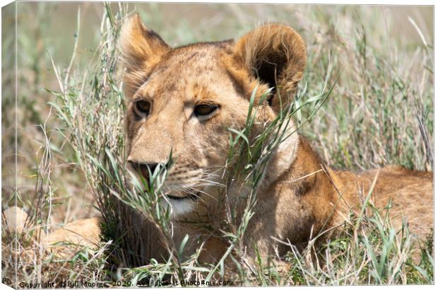 Serengeti lion Canvas Print by Bill Moores