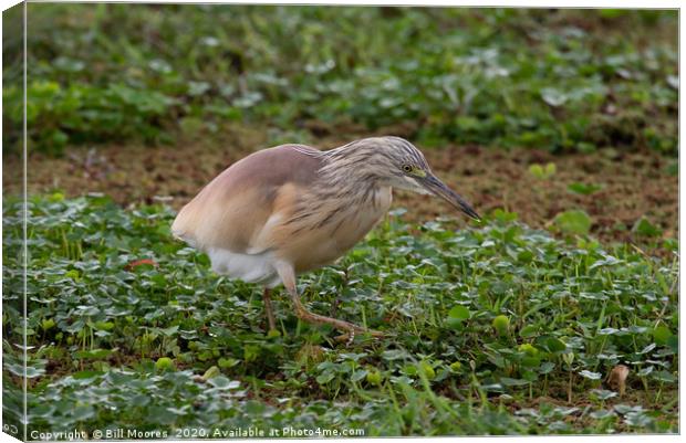 Squacco Heron Canvas Print by Bill Moores