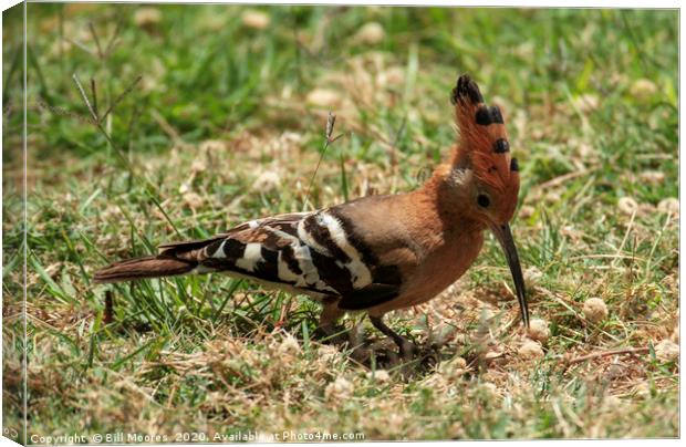 Crested Hoopoe Canvas Print by Bill Moores
