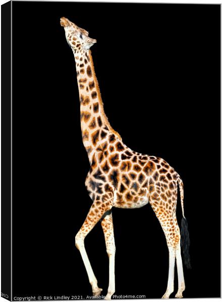 Stretching Giraffe Canvas Print by Rick Lindley