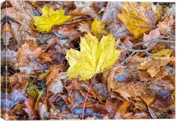 Autumn Colours Canvas Print by Rick Lindley