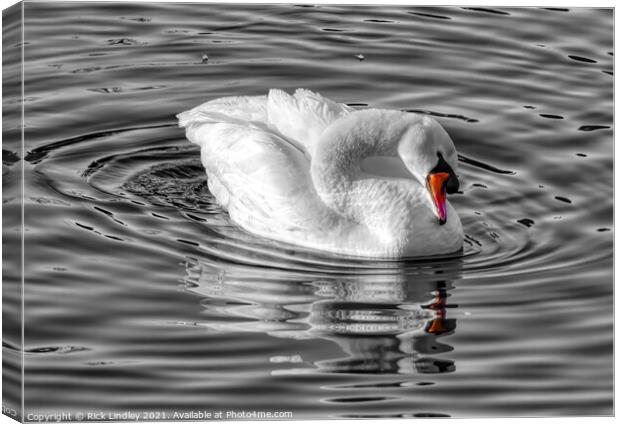 The Swan Canvas Print by Rick Lindley