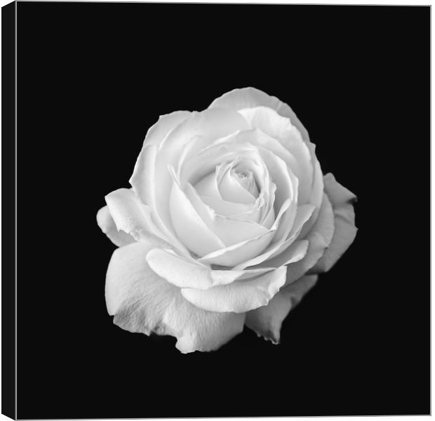 Pure White Rose Flower Black and White Canvas Print by Ioan Decean
