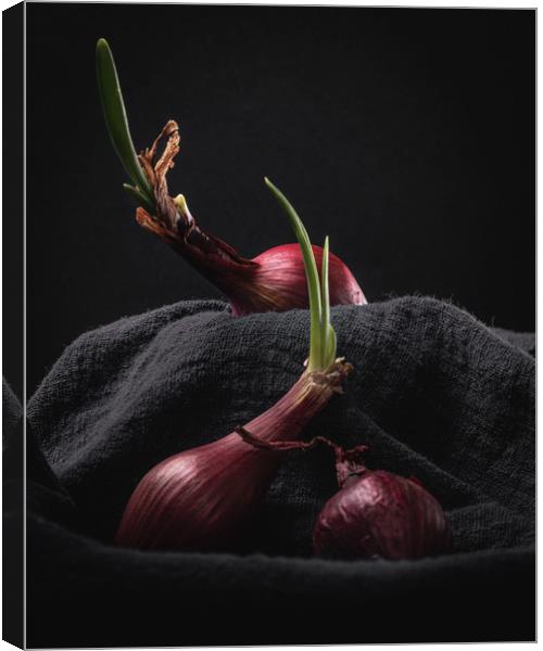Sprouting Red Onions on Dark Background Still Life Canvas Print by Ioan Decean