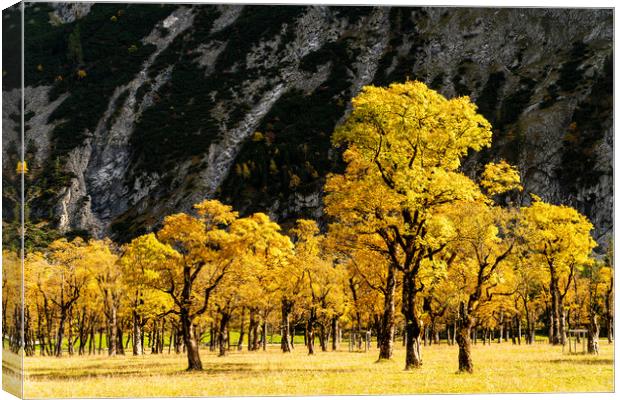 Autumn colors on sycamore trees in alpine valley Canvas Print by Christian Pauschert