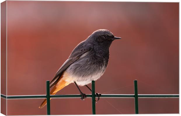 Black Redstart bird standing on a fence. Canvas Print by Anahita Daklani-Zhelev