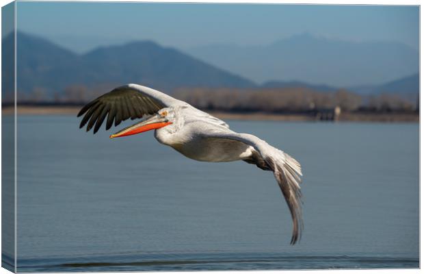 Dalmatian pelican in flight over a lake.  Canvas Print by Anahita Daklani-Zhelev