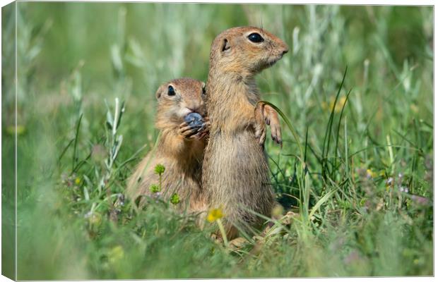 Two cute European ground squirrels Canvas Print by Anahita Daklani-Zhelev