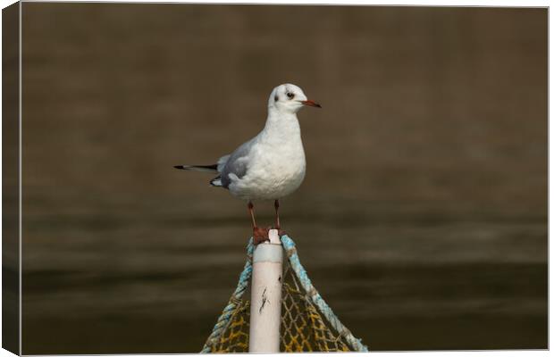 Black-headed gull bird on a fishing net post Canvas Print by Anahita Daklani-Zhelev