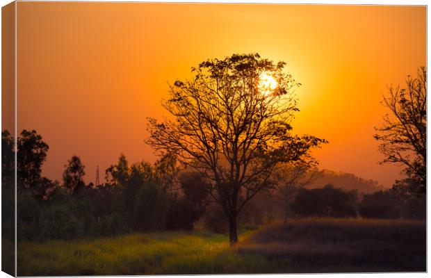 Orange sunset through the tree Canvas Print by Jordan Jelev