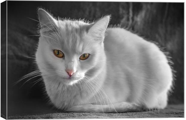 White cat with colorful eyes Canvas Print by Jordan Jelev