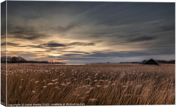Evening Light Over Horsey Mere Canvas Print by David Powley