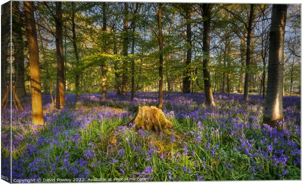 Sunrise in a Bluebell Wood Canvas Print by David Powley