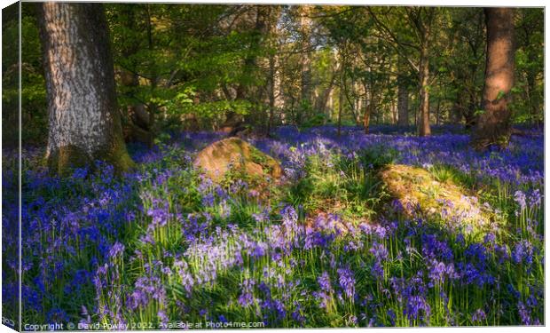Enchanting Norfolk Bluebell Forest Canvas Print by David Powley