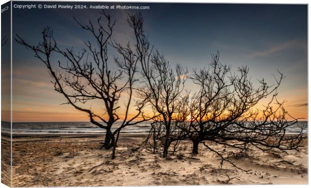 Trees on the Beach at Sunrise Canvas Print by David Powley